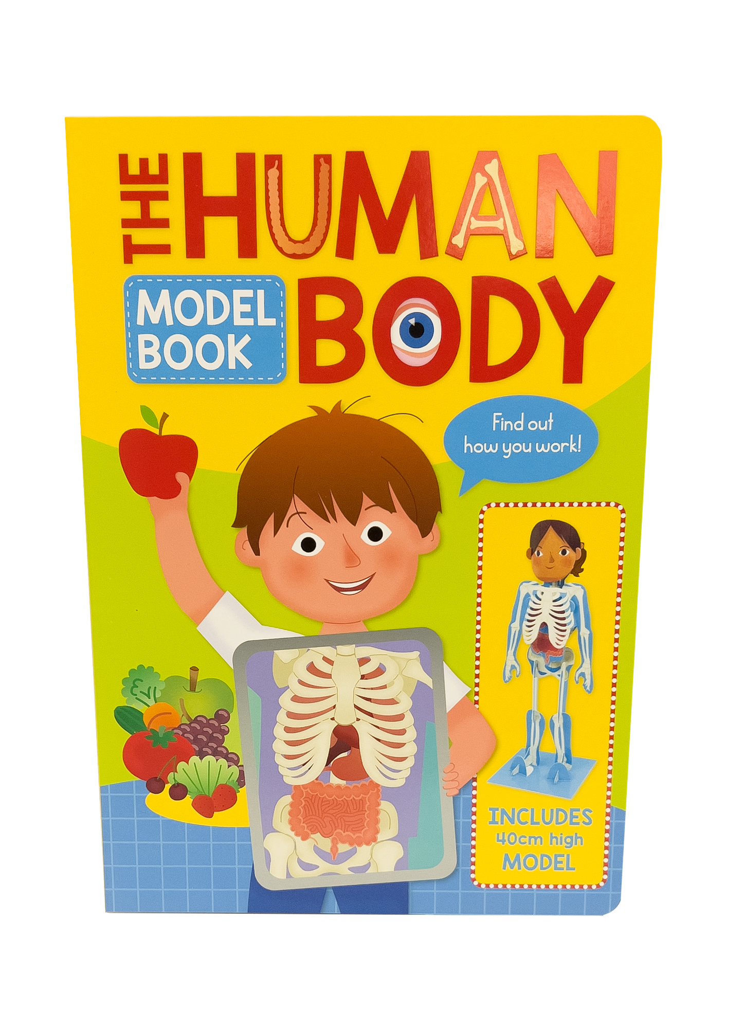 The Human Body - Model Book