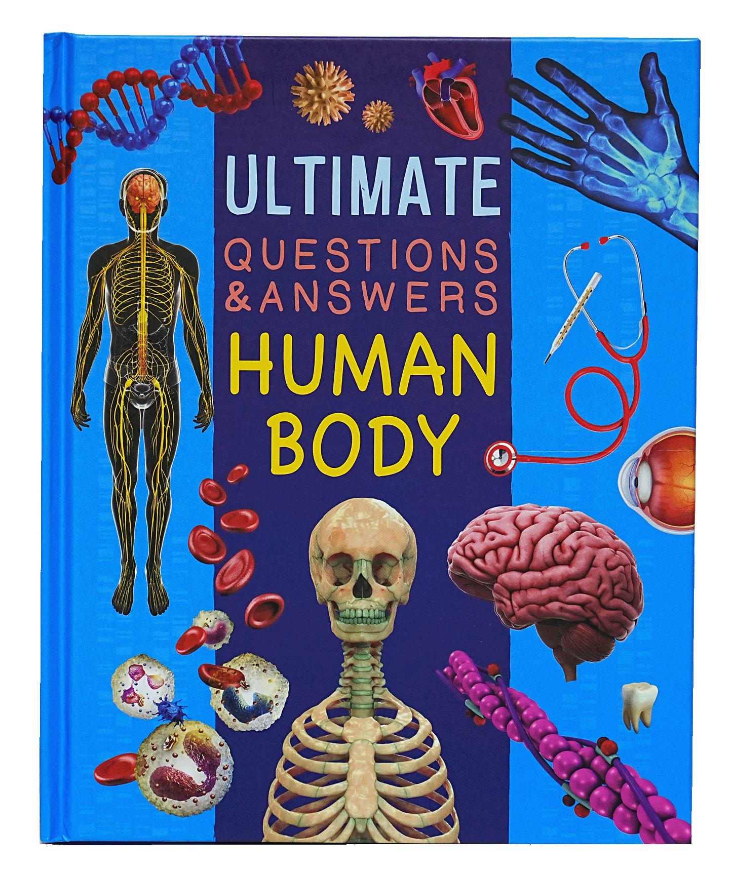 Human Body - Ultimate Questions And Answers